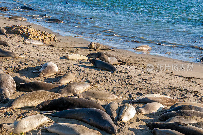 北部象海豹(Mirounga angustirostris)在加利福尼亚海岸晒太阳